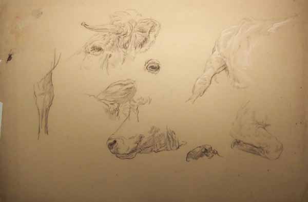 Studies of a Bull